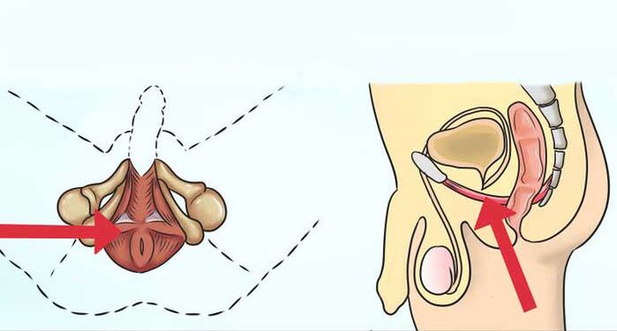where is the muscle of Kegel